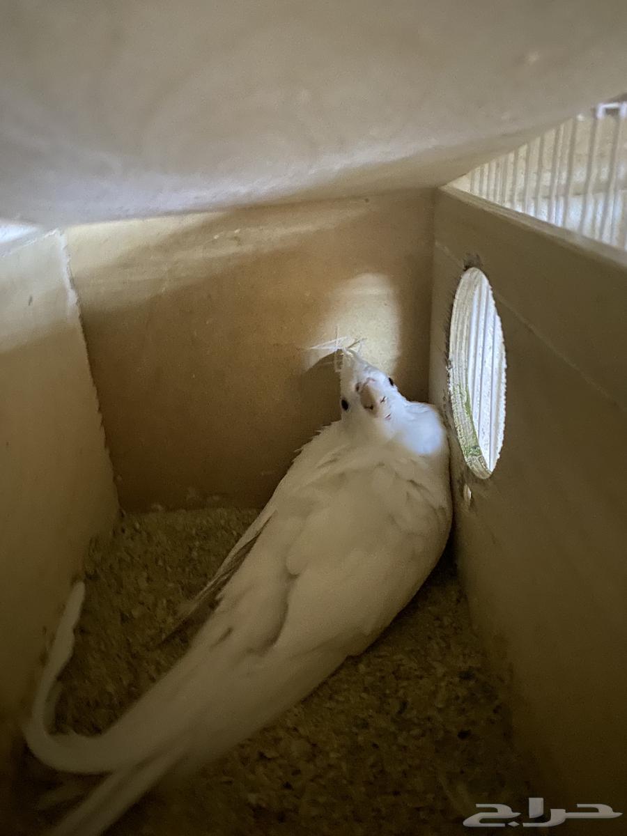 زوج كروان البينو64564726789762110