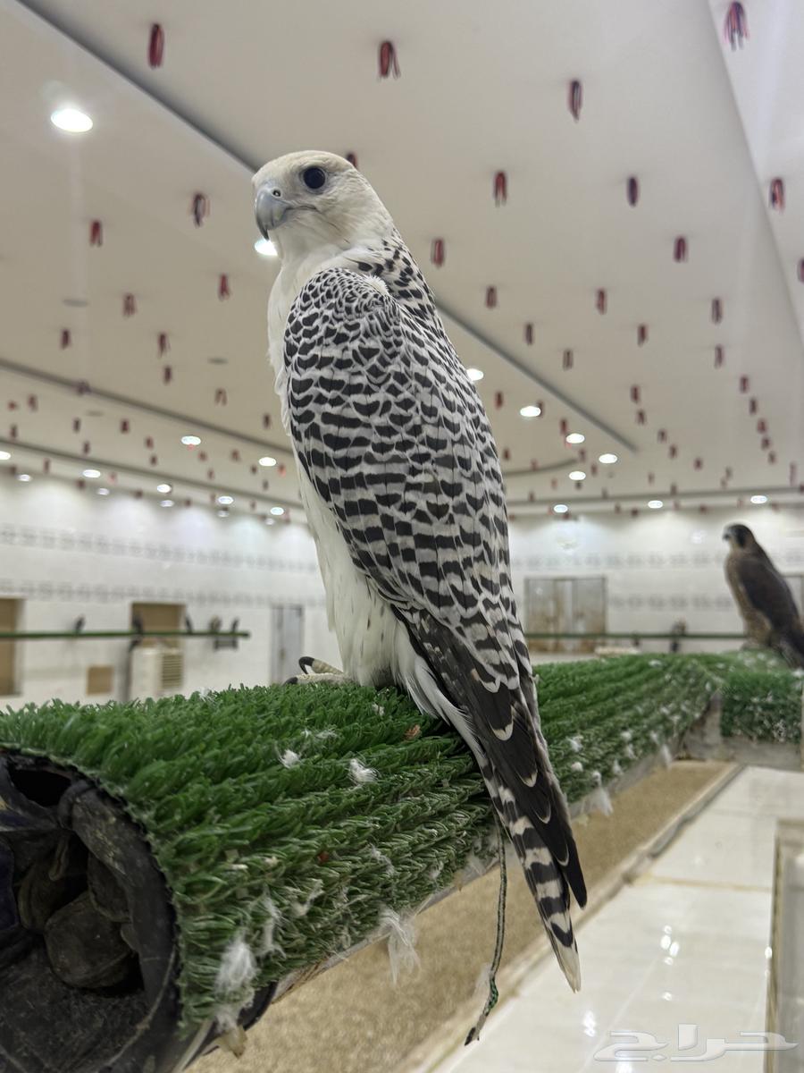 طير جير64567490055170111