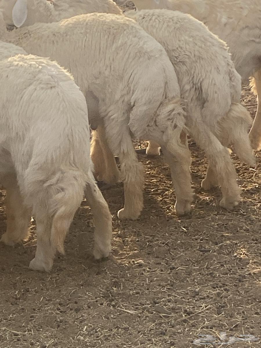 8 خروف ذبايح طيبه الموقع الحناكيه64568209662851110