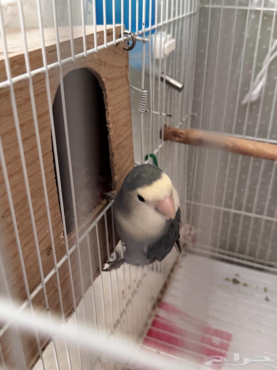 Productive Pair of the Day64566879546113113