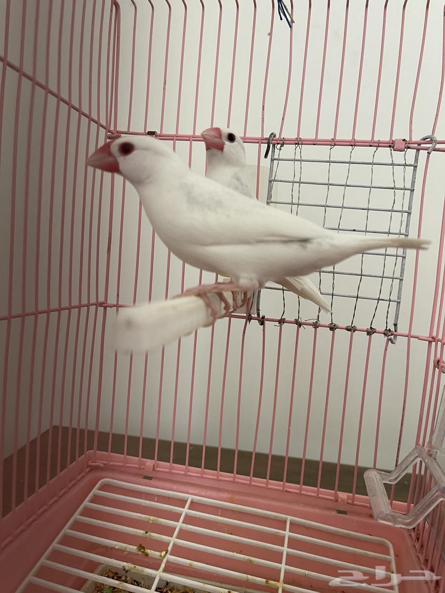 جوز جاوا البينو فاخر64516964390403114