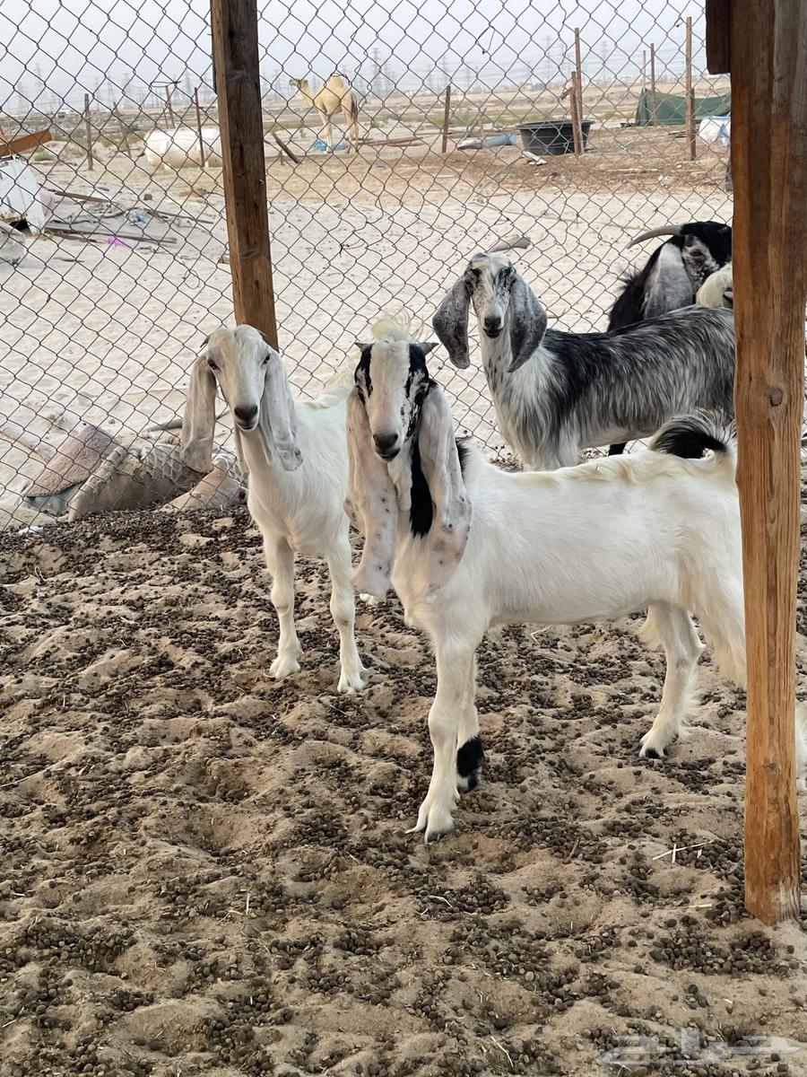 ذبايح للبيع الدمام الضاحيه السعر من 1400 الى 155064570421700225113