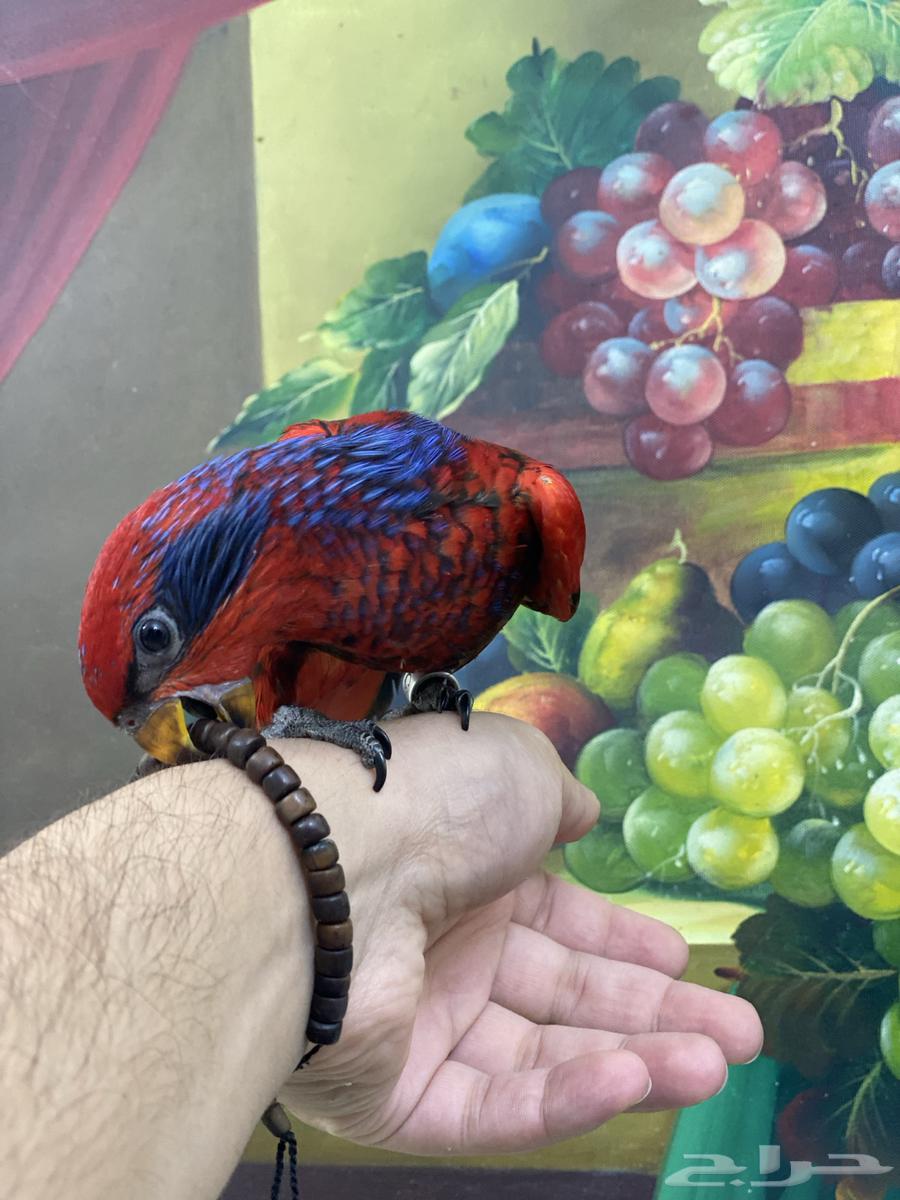 تم البيع فرخ لوري64563563817730111