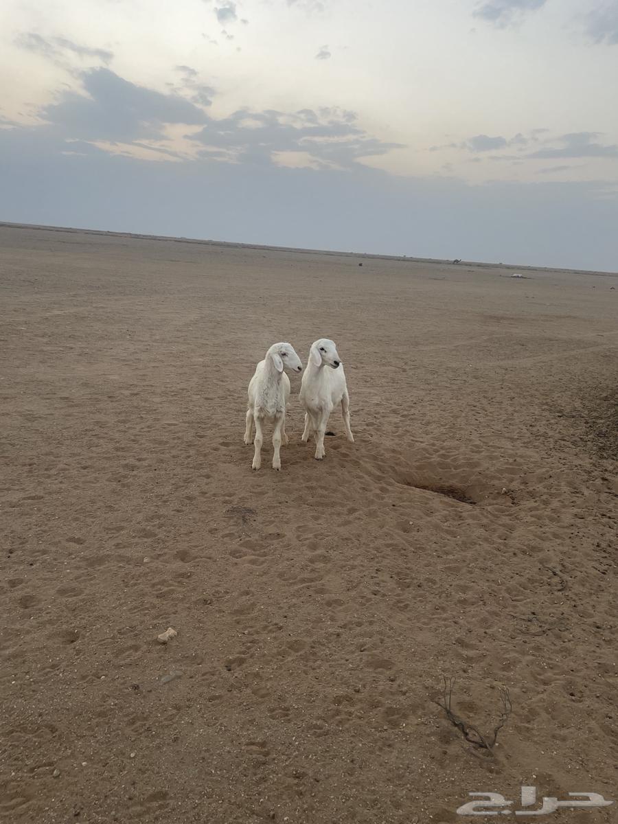 خرفان حريات (( تم البيع ))64568673995777112