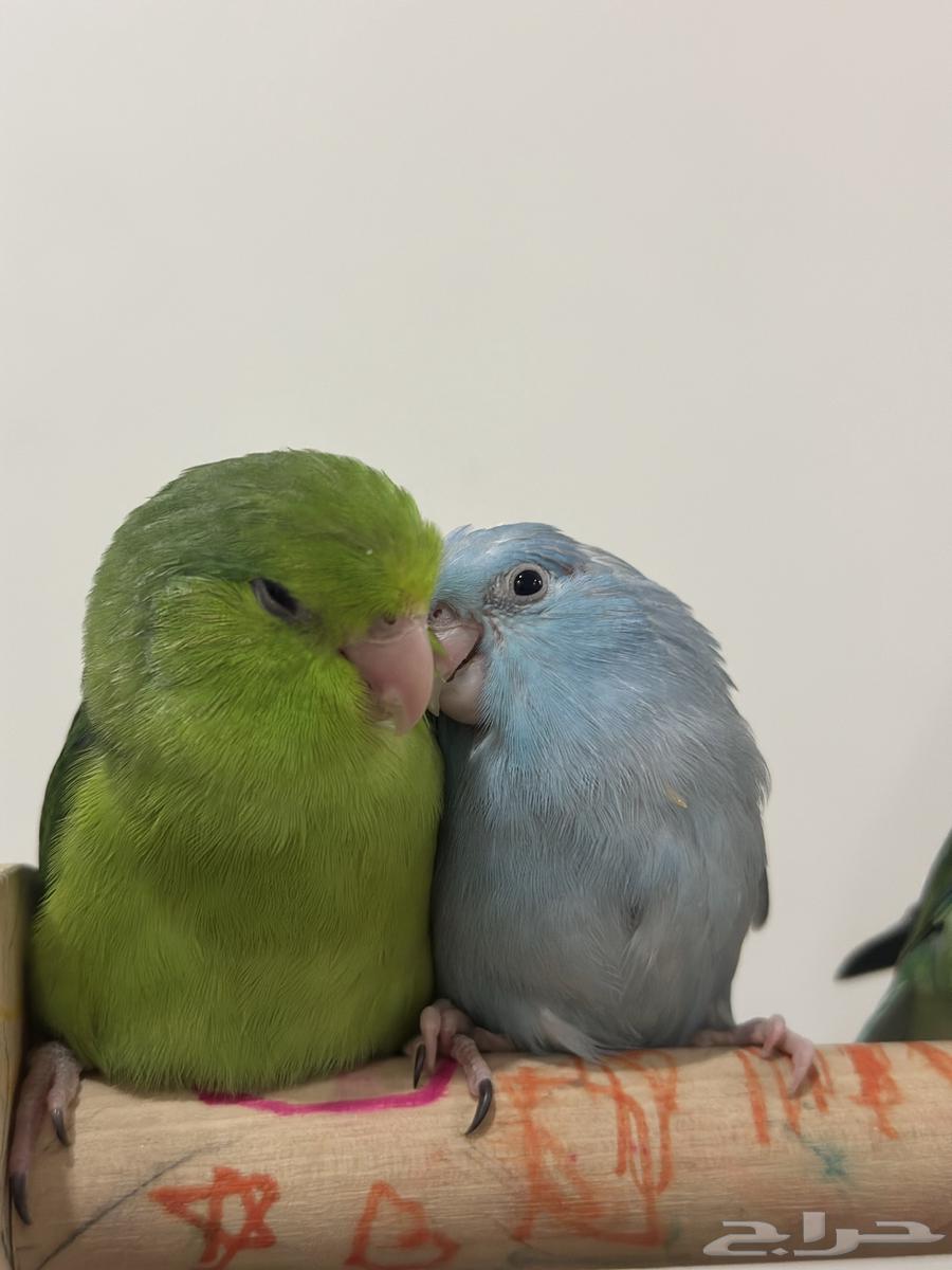 للبيع مني روز فراخه واجواز64567114997762114