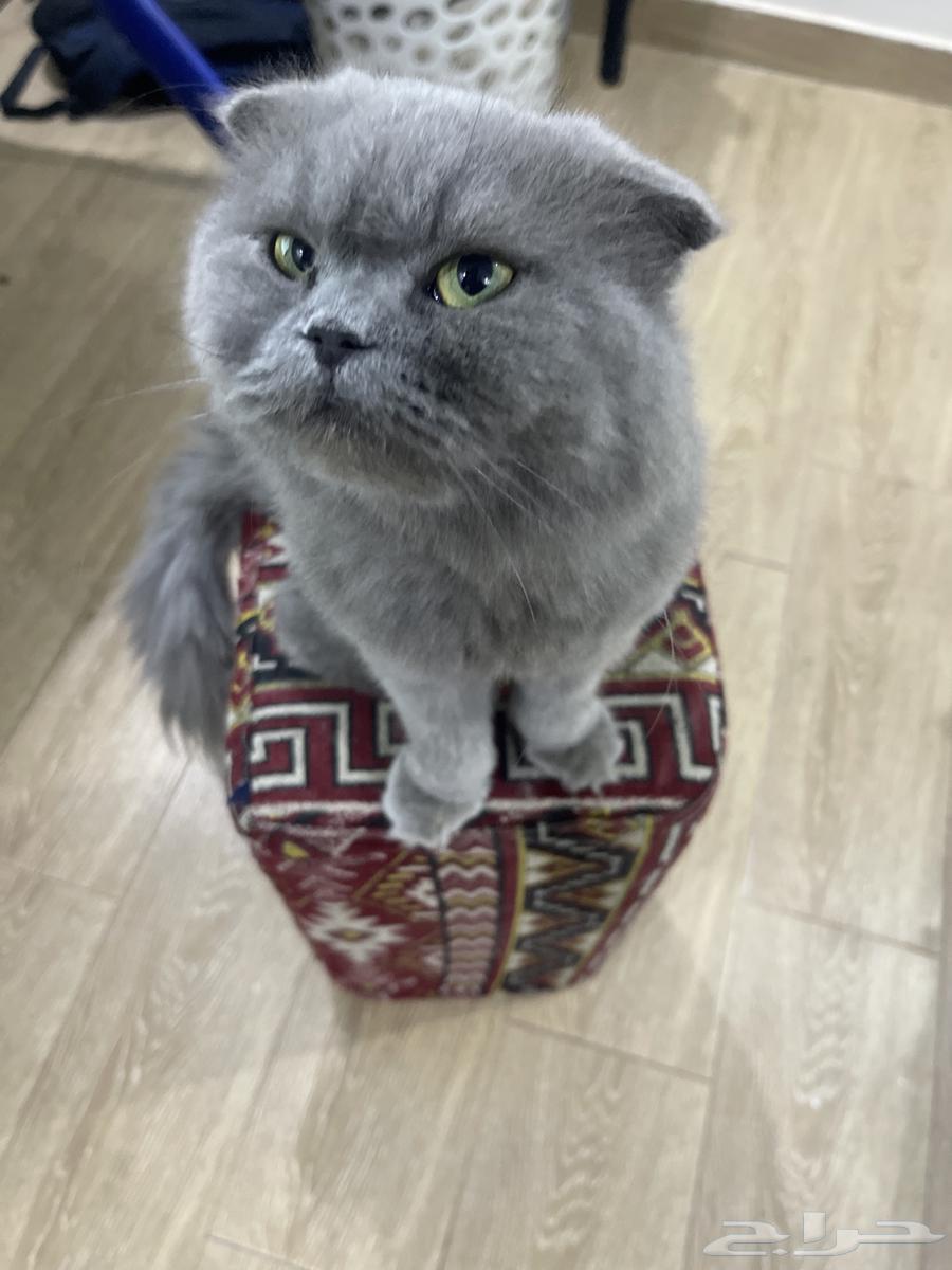 ( البيع ) قطه سكوتش مهجن شيرازي لطيفه و تتعود عليك بسرعه64563536182402112