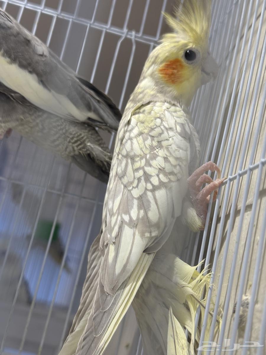 Crowns64568811224961111