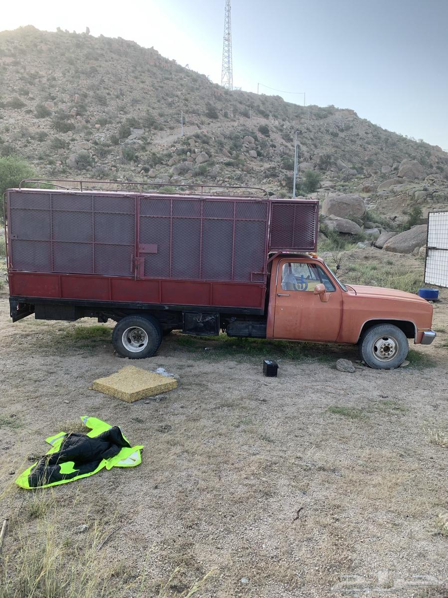 نحل للبيع مع سياراته (جمسين)64569043055235114