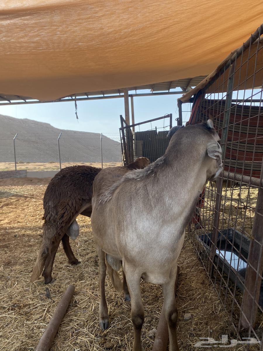 Hamriat Jutha'an for sale64563923121539110