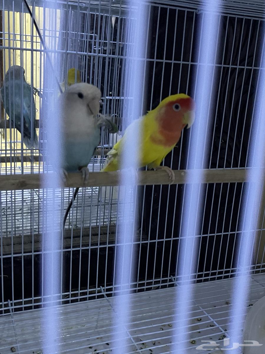 جوز روز - جوز كنيور64570162490626112