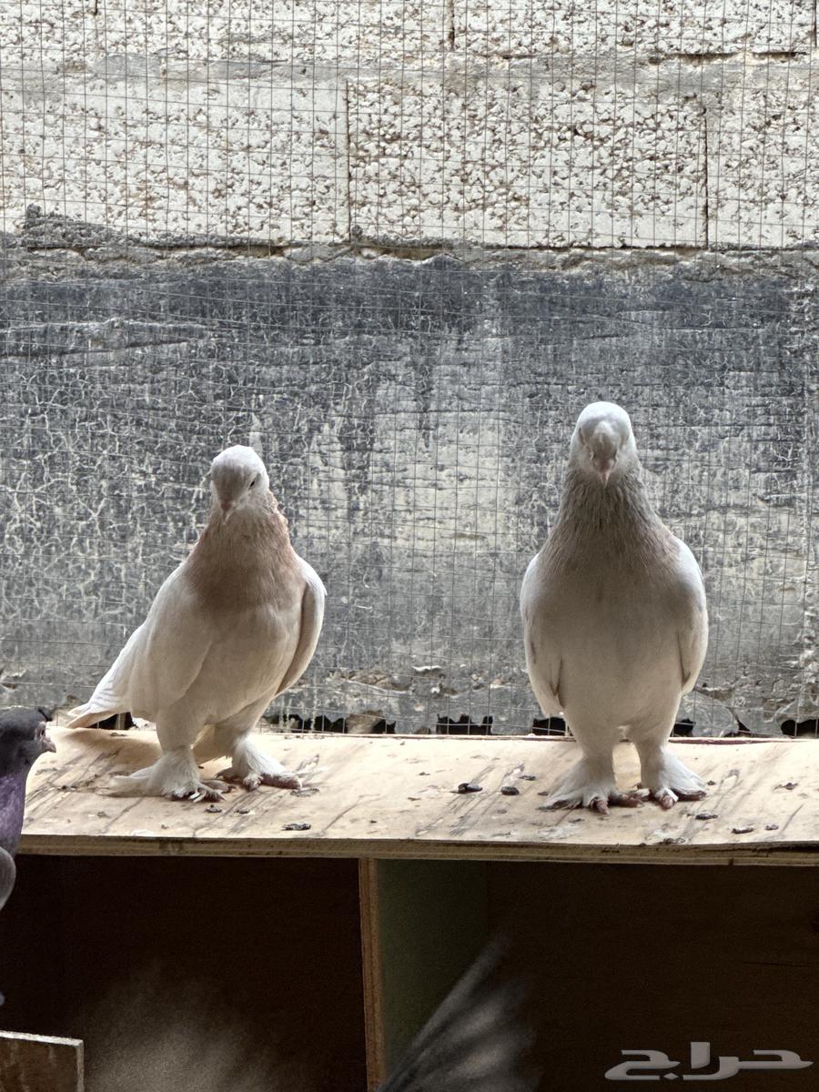 Pigeons64567725278210110