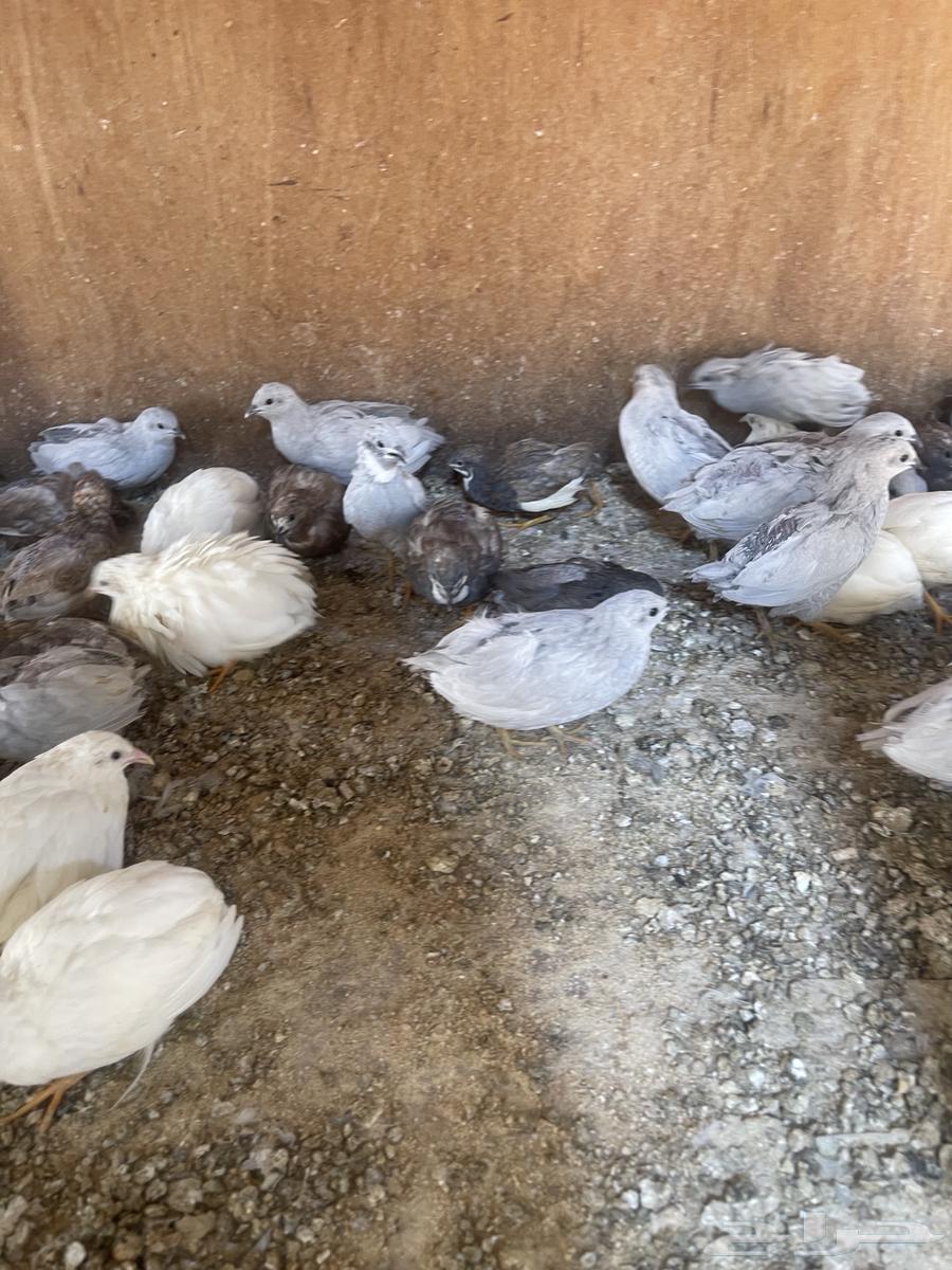 بيض مخصب سمان ملكي او صيني64566354845571112