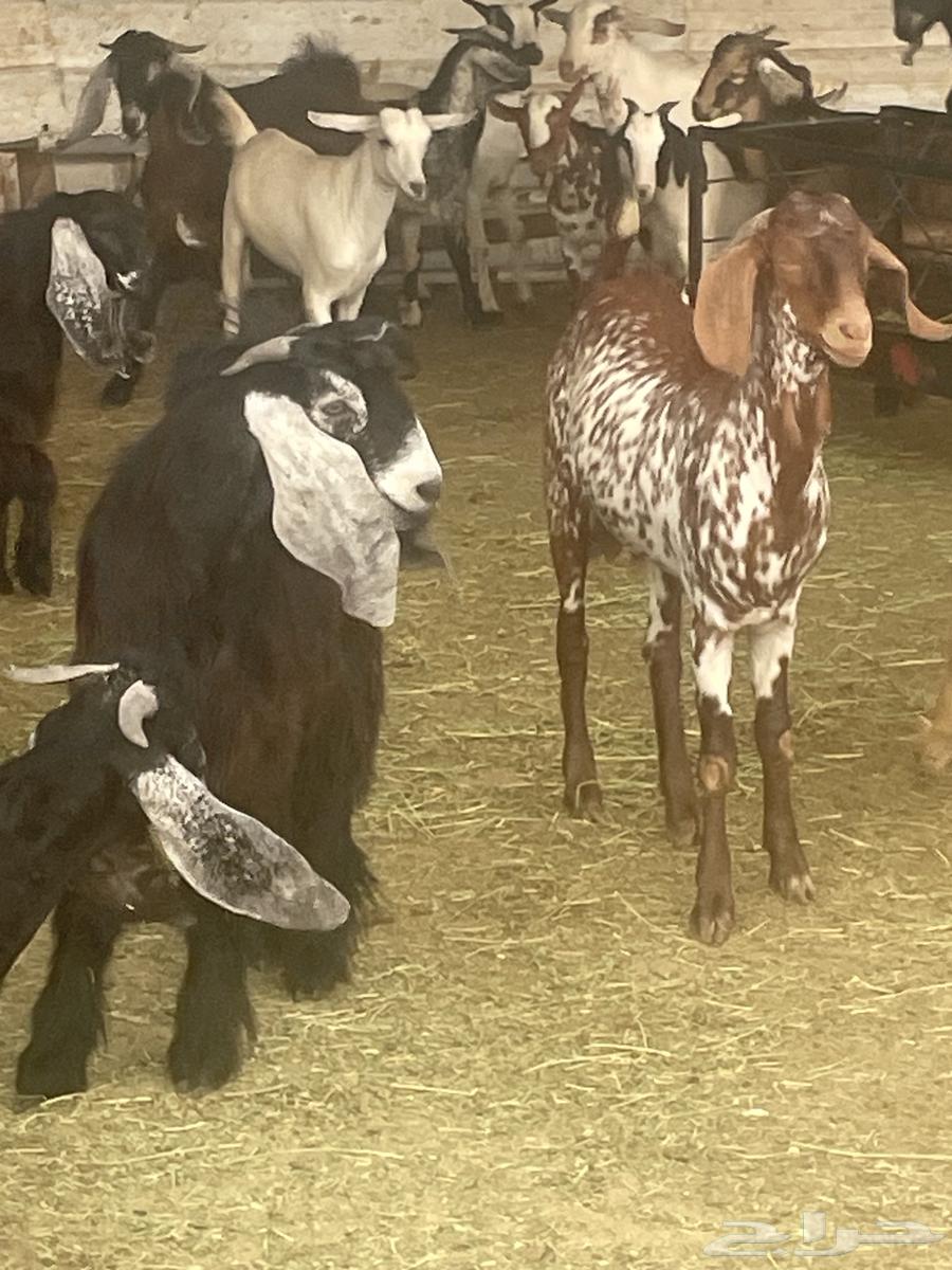 Local goats for sale, free with slaughter and delivery64565925674754113