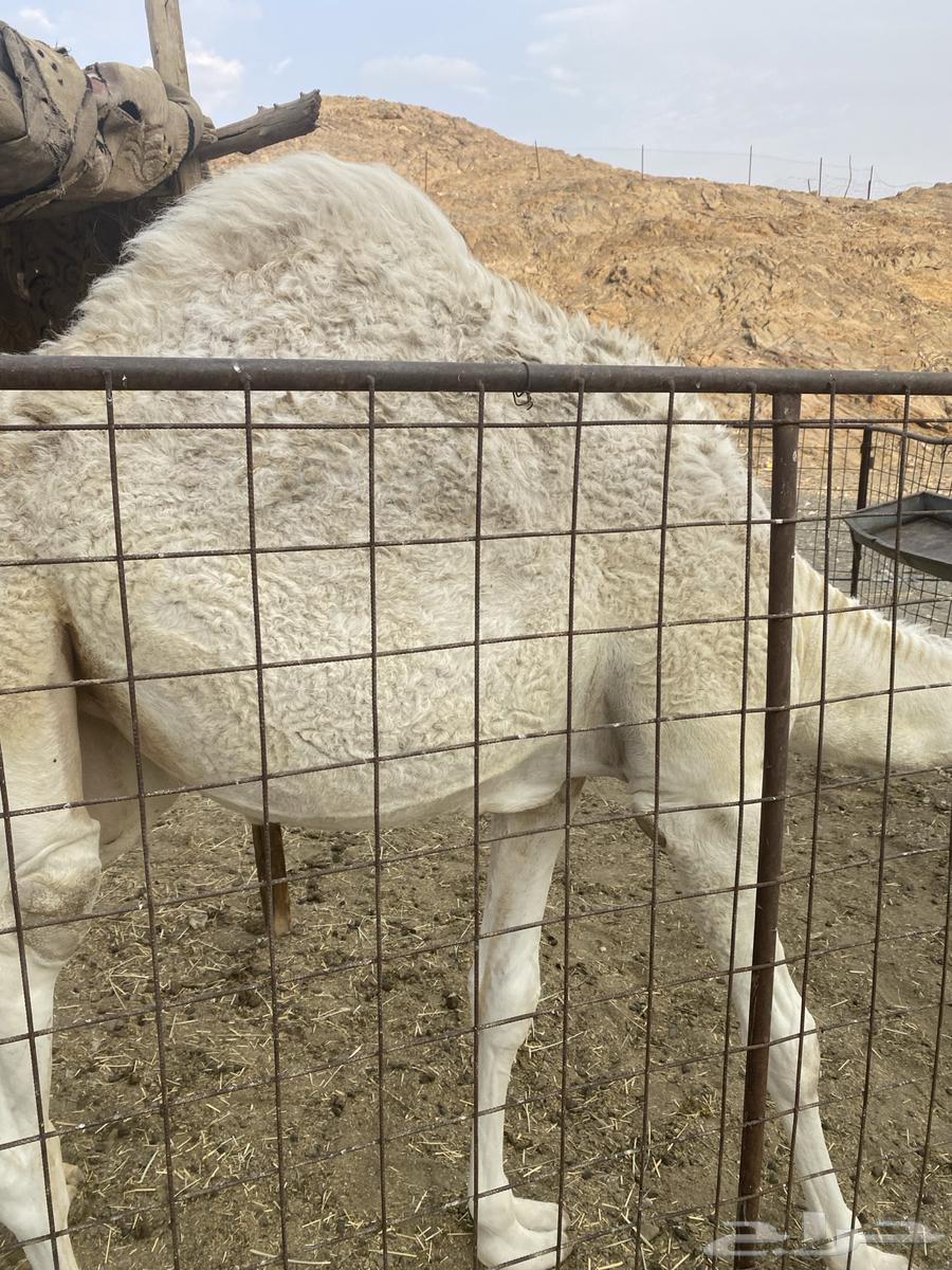 للبيع بكار64568252503681111