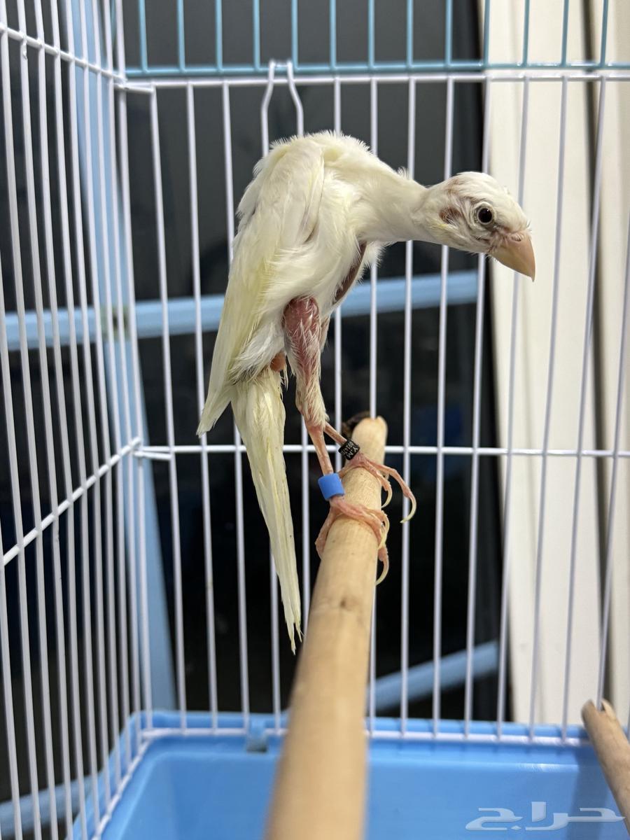 فحل كناري جيبوسو الاسباني  ابيض صافي64496654134530113