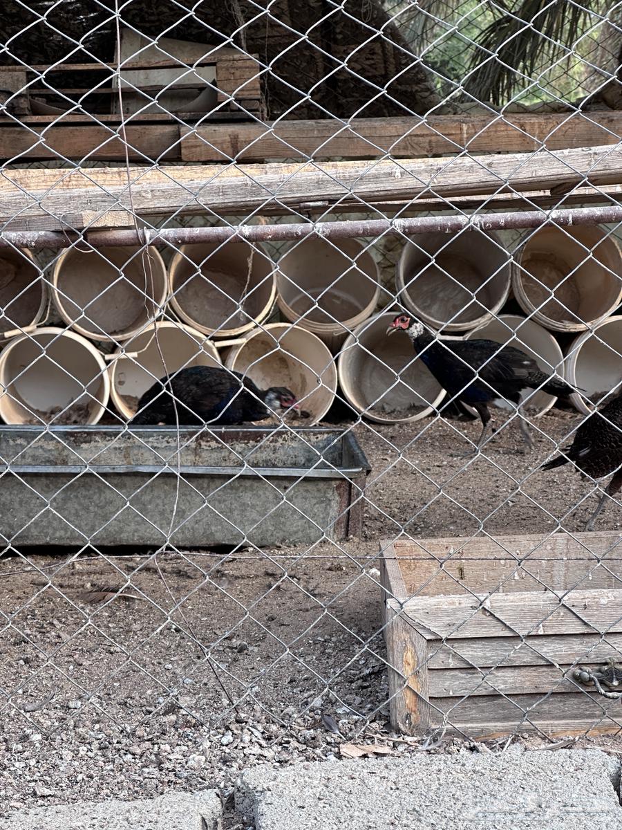 فزنت للبيع ذكور فقط64566382044930110