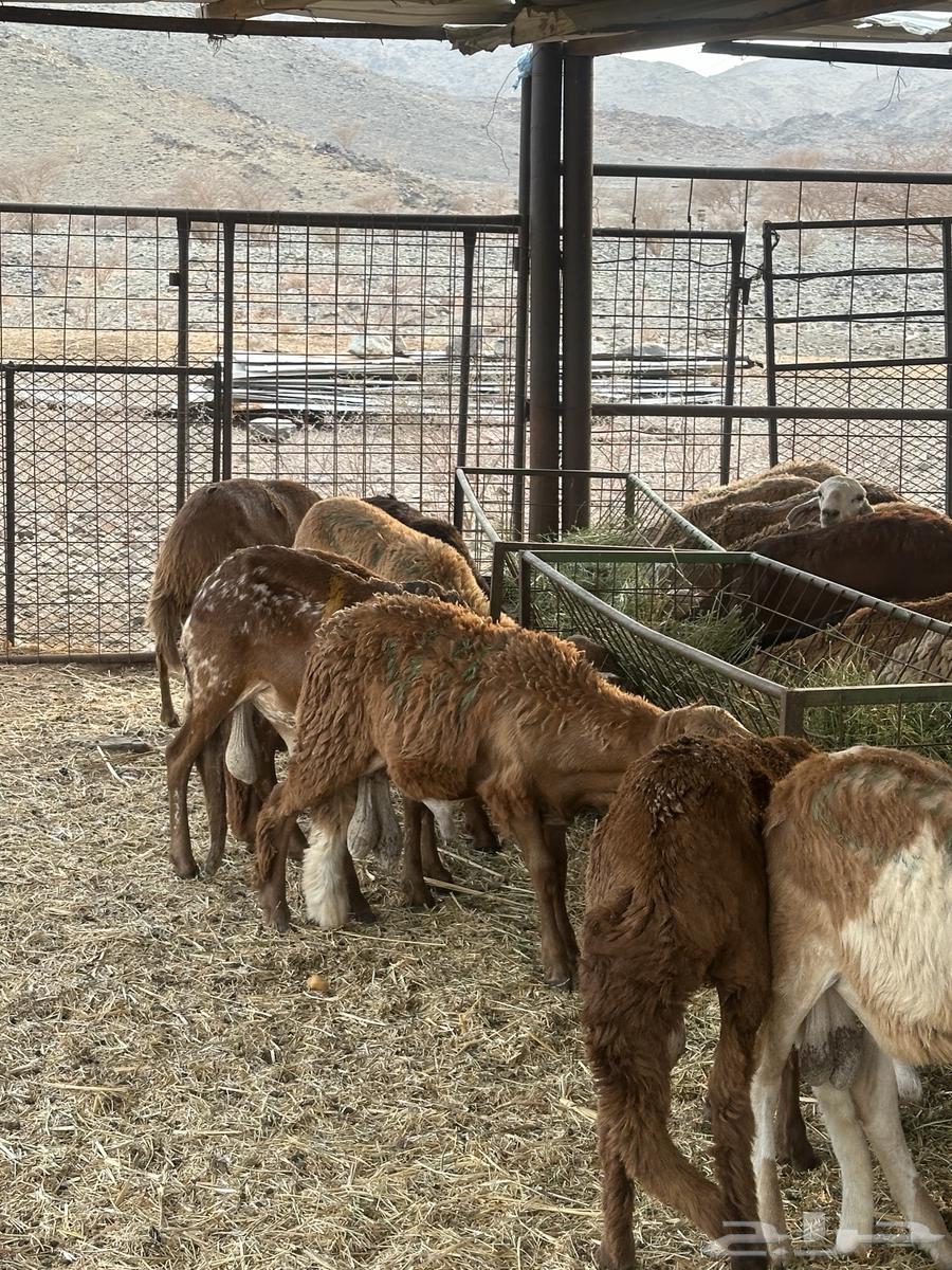 Talians Suwakin Breeding Number 3064568961488258112