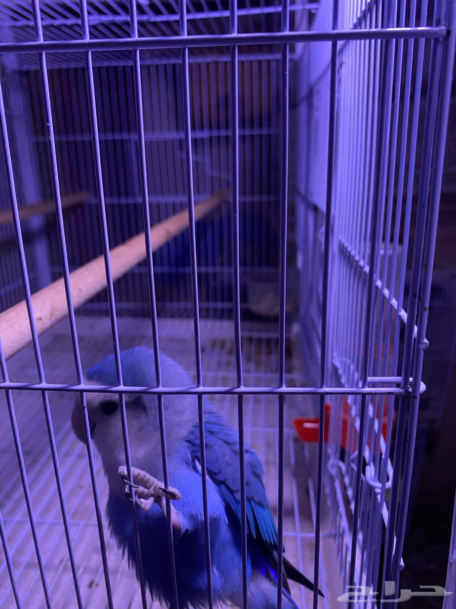 ذكر روز فايلوت منتج (تم البيع)64569522135171111