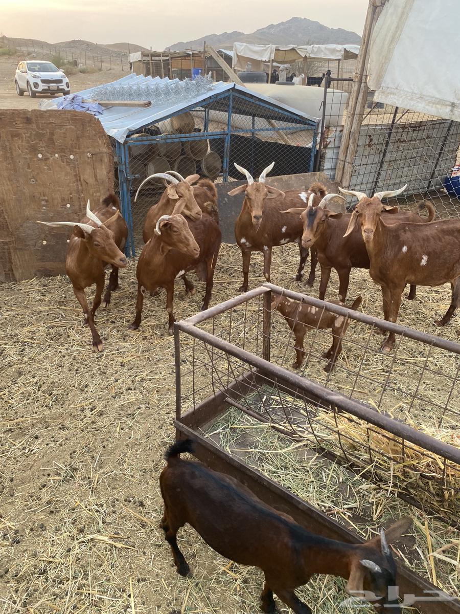 محايلات دهم دفيع64566755733506110