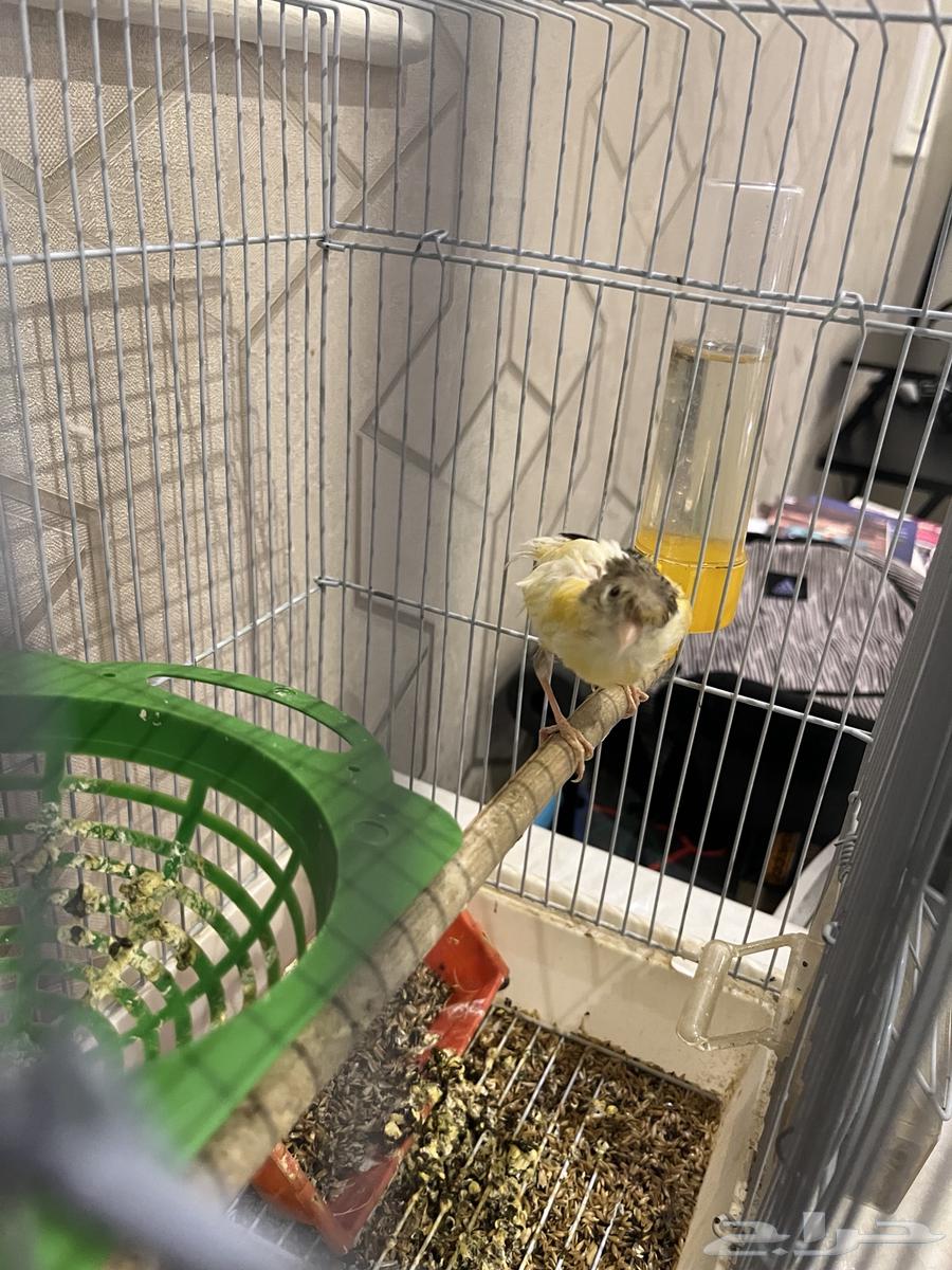 كناري انثى للبيع64568348095105112