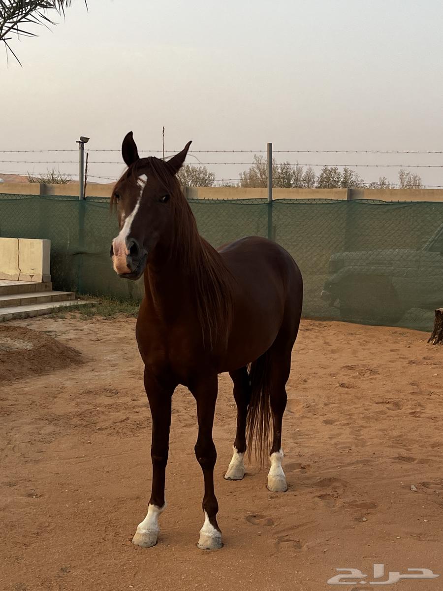 حصان للبيع64459806474754113