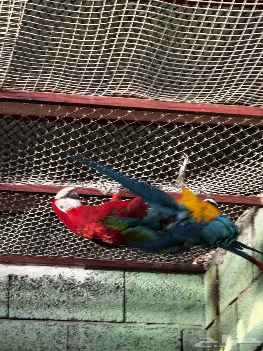 للبيع جوز مكاو قرين وينق وبلو اند قولد جاهز للانتاج64569562729473114