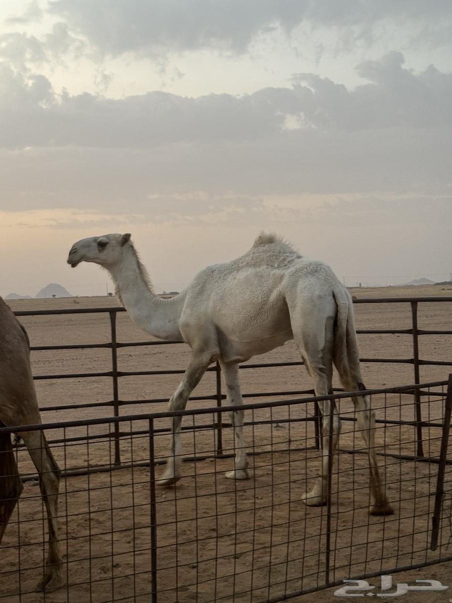 للبيع قعود طيب64568797626241112