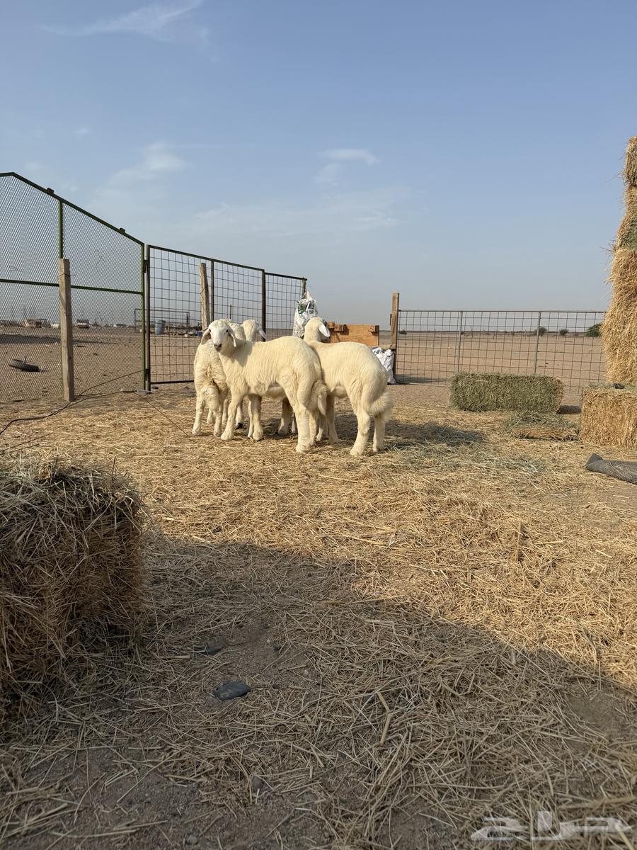 طليان لباني تم البيع64564504326913114