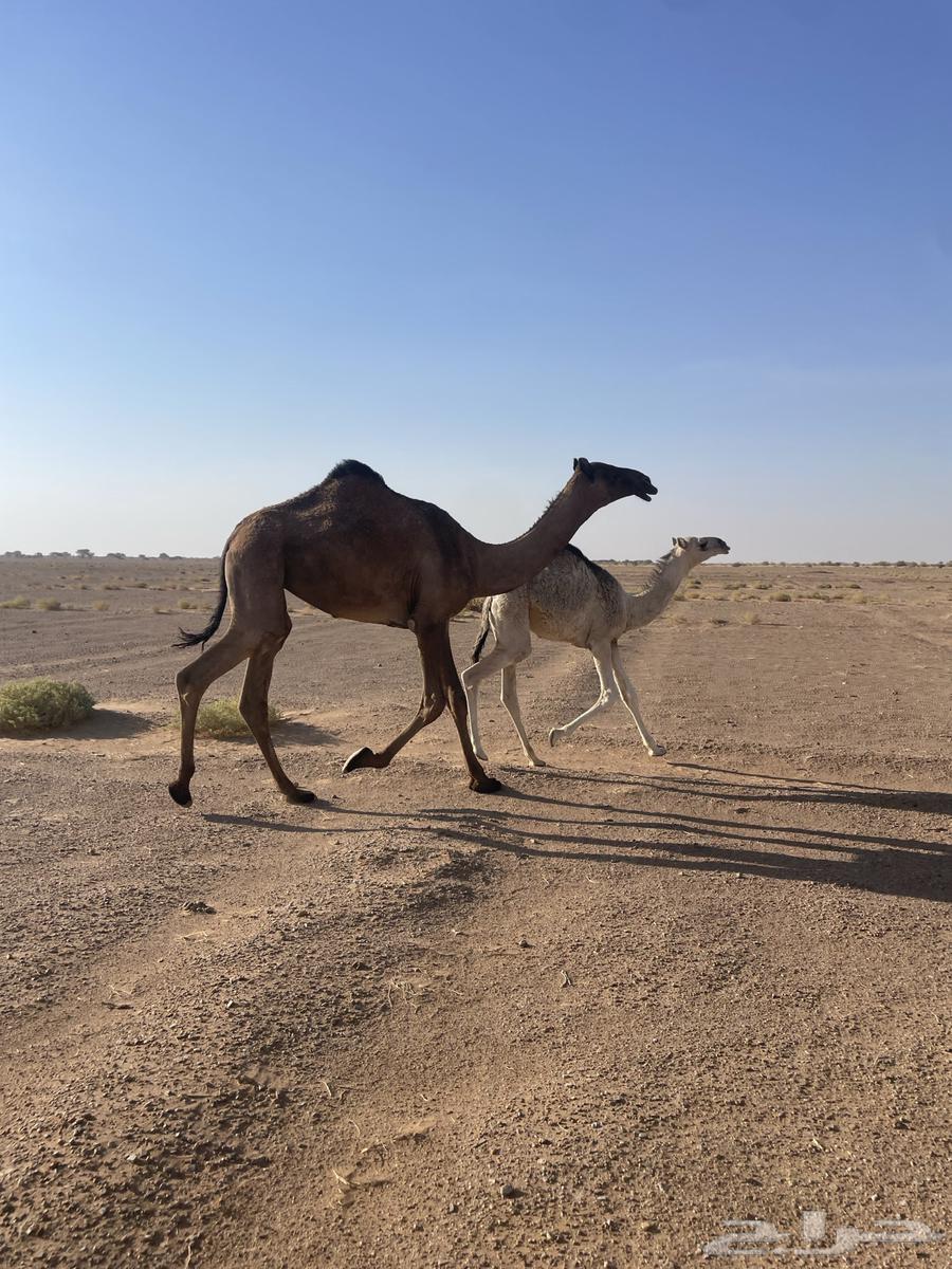 بكره صفراء حقه السوم 520064563785177346110