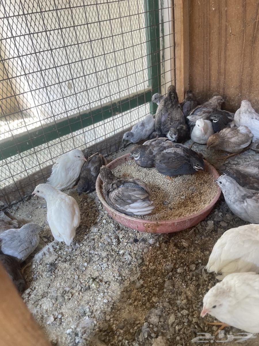 بيض مخصب سمان ملكي او صيني64566354845571114