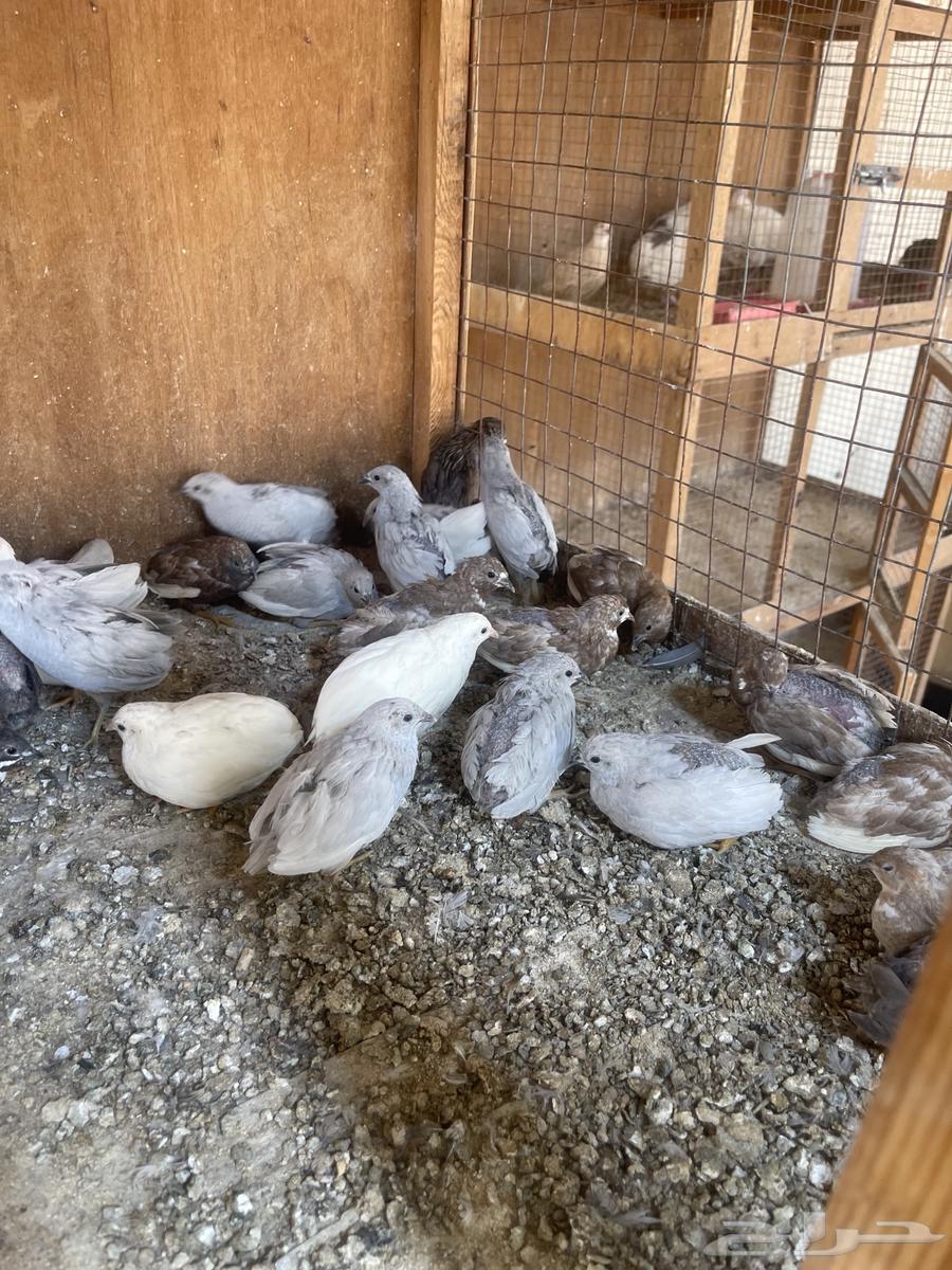 بيض مخصب سمان ملكي او صيني64566354845571111