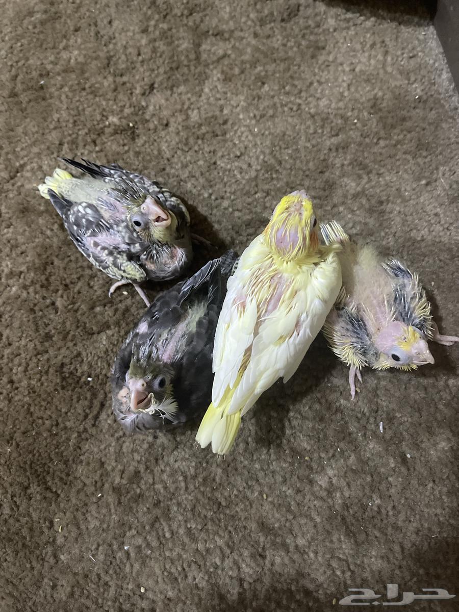 فراخة كروان ( تم البيع )64569671406723110