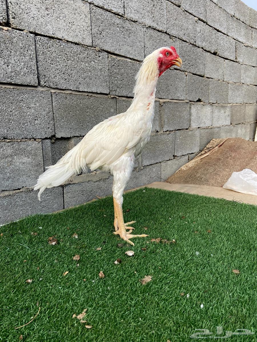 تم البيع الله يبارك لمن شراء64568440217986111