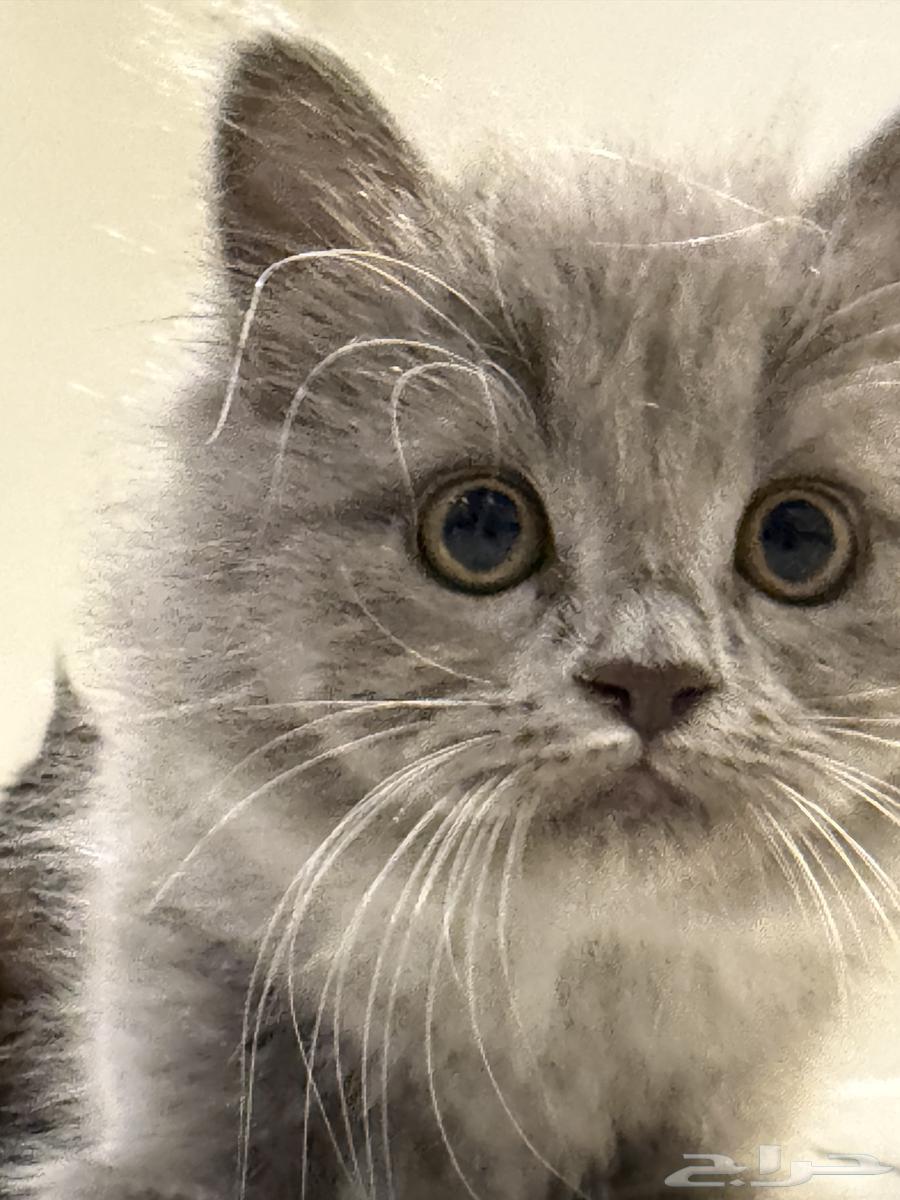 بسه لونها رمادي العمر 4 شهور64563391925121112