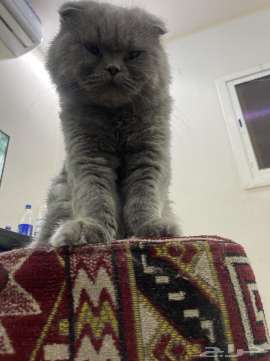 ( البيع ) قطه سكوتش مهجن شيرازي لطيفه و تتعود عليك بسرعه64563536182402113