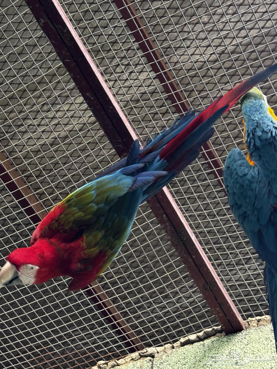 للبيع جوز مكاو قرين وينق وبلو اند قولد جاهز للانتاج64569562729473110