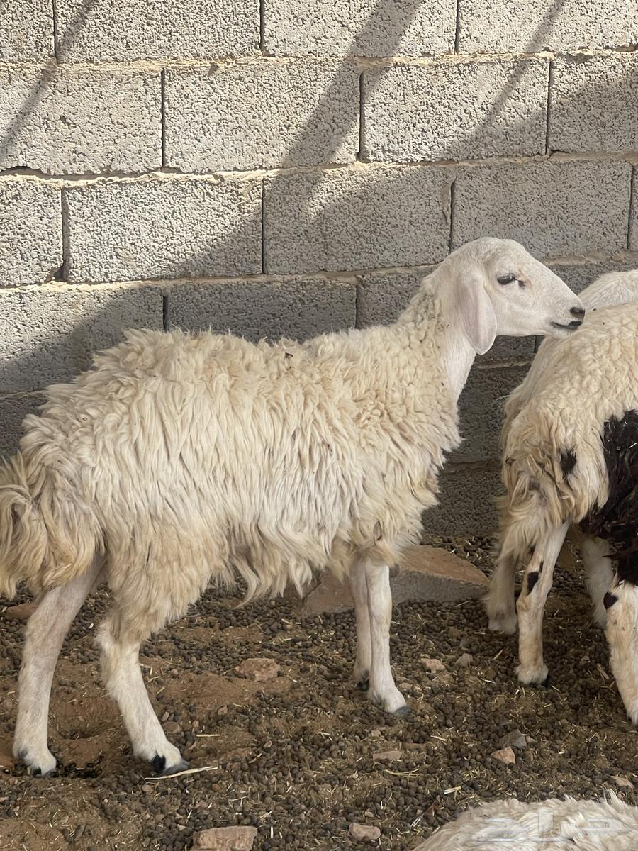 حرية متبع السن ثنيه بكر64564963724801112