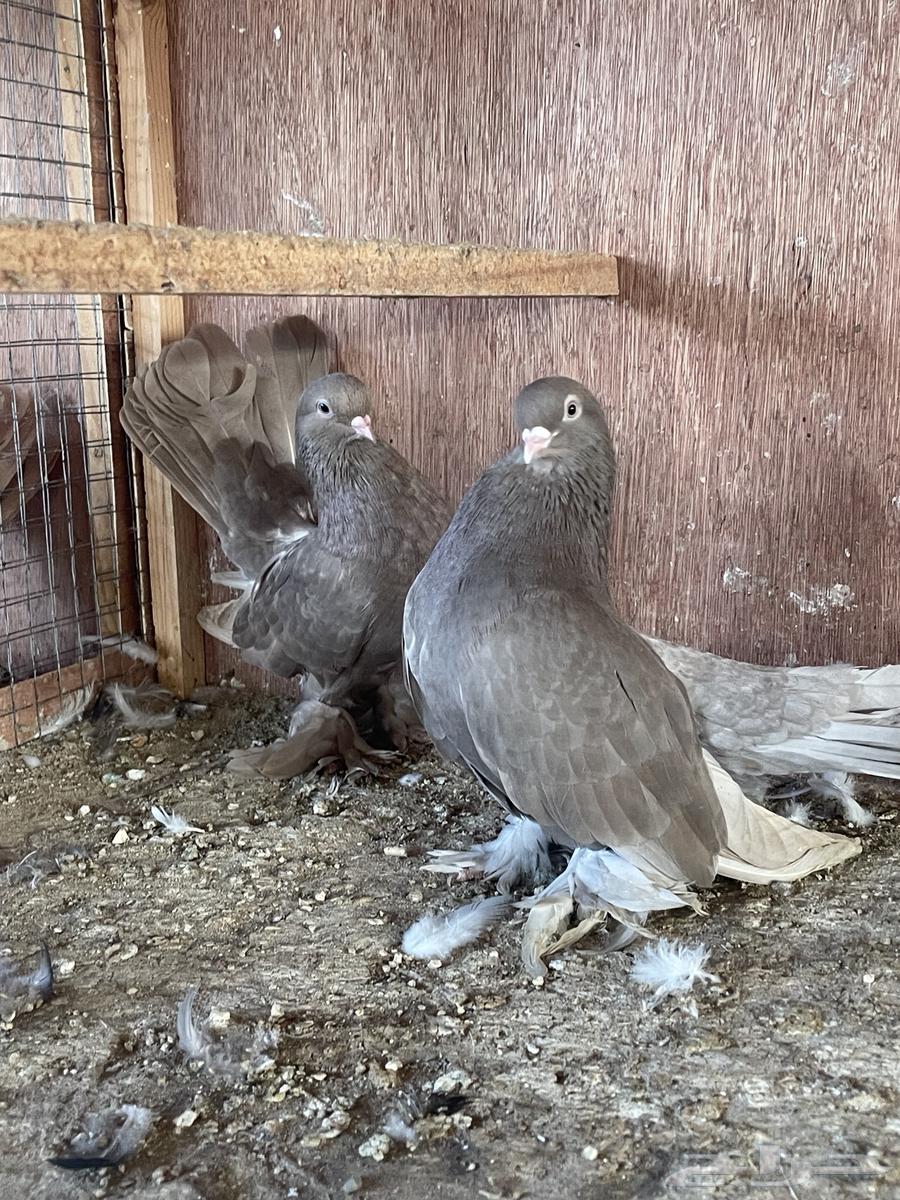 حمام جاوا انواع مختلفه64568467889154112