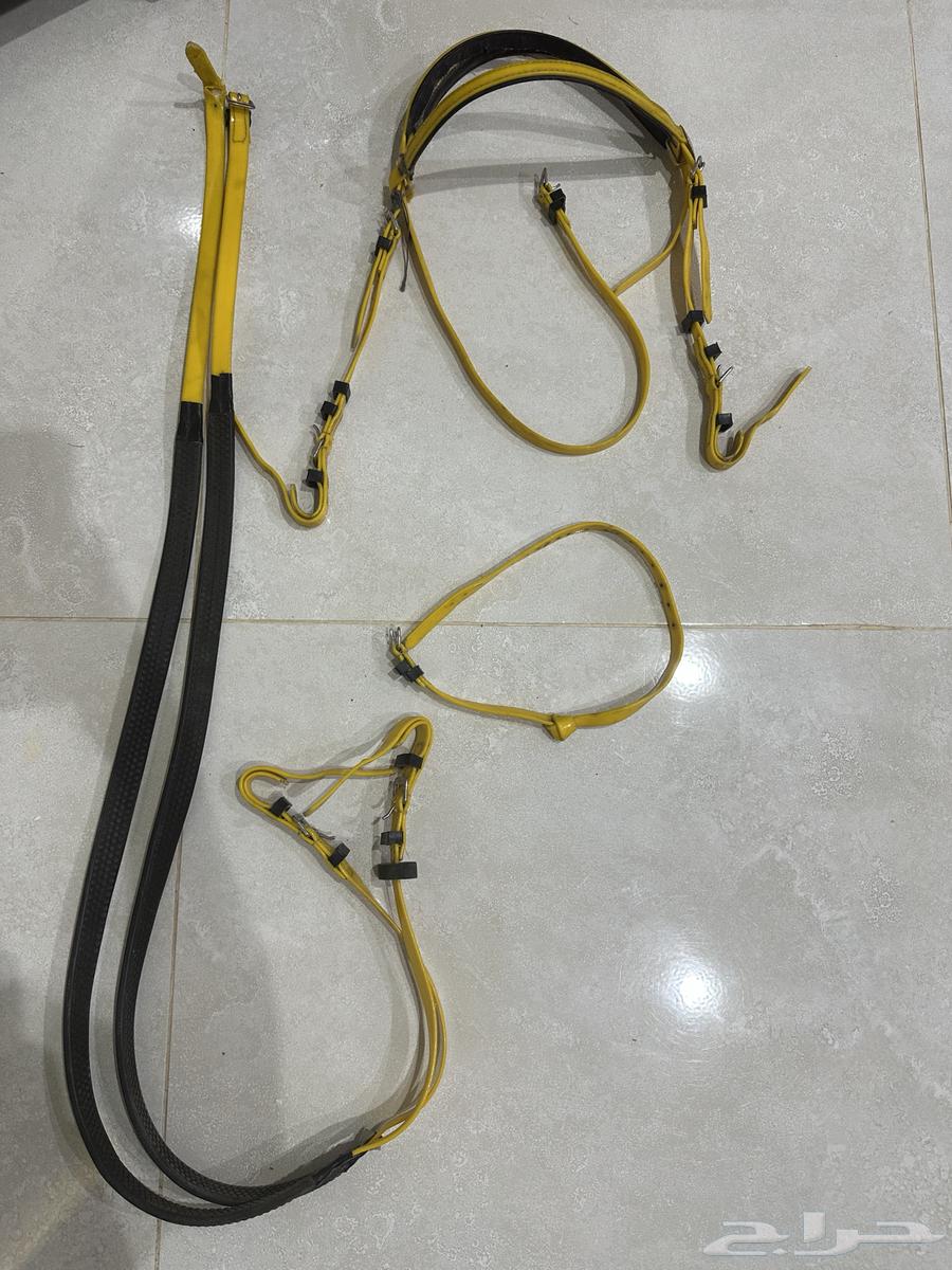 Bit and chest strap.64566700570881110