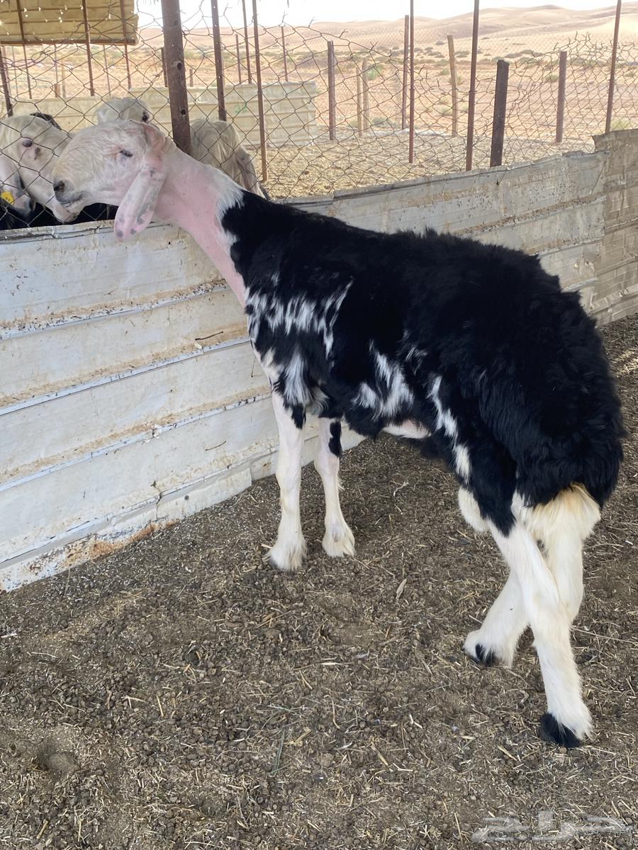 فحل نجدي ثني مشروط ((تم البيع))64571217354242112