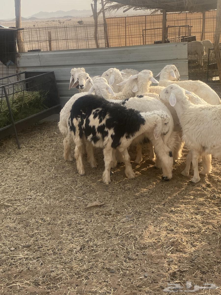 8 خروف ذبايح طيبه الموقع الحناكيه64568209662851114