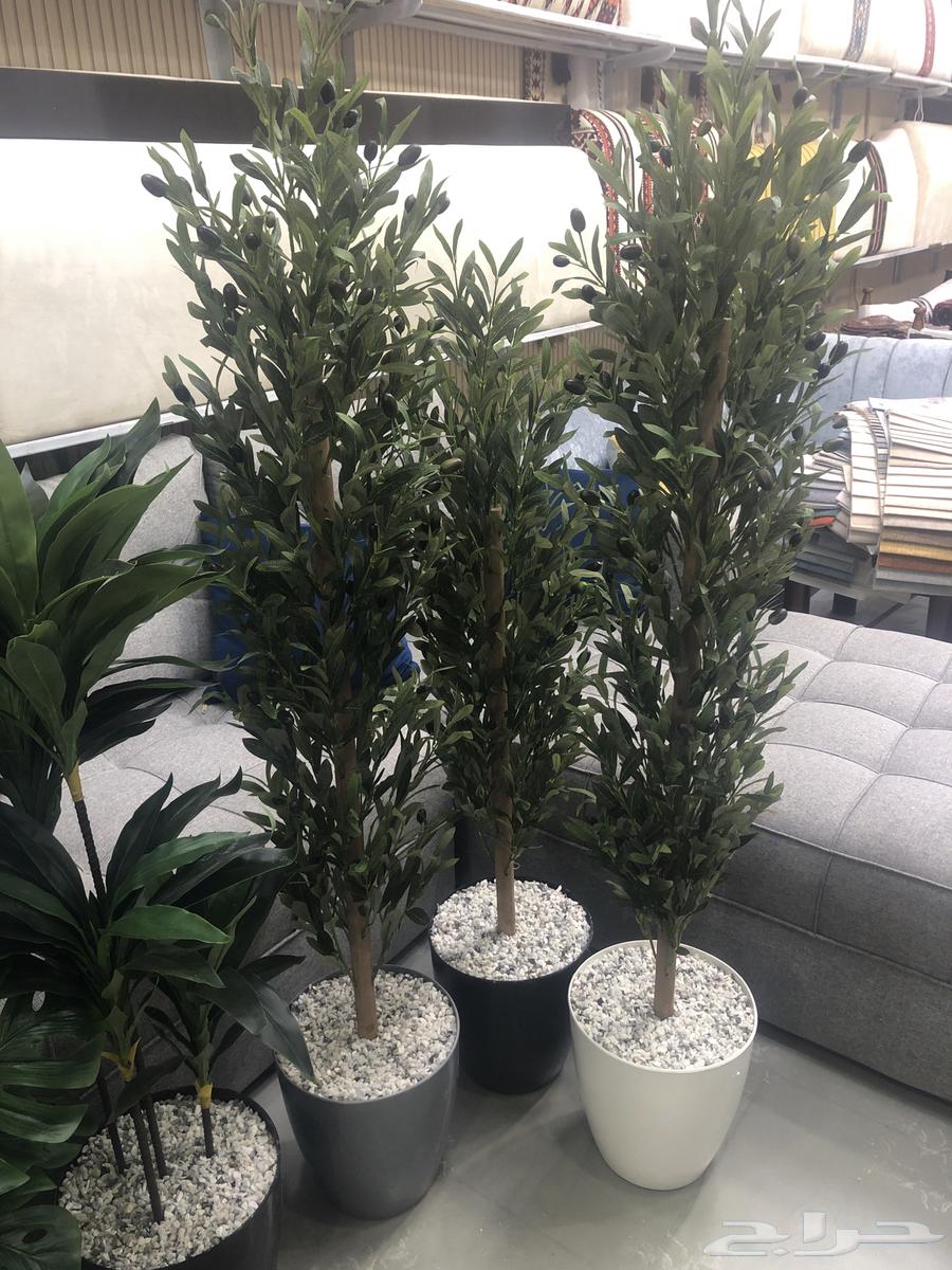 يوجد شجرة الزيتون موديلات جديد يوجد صغير64570996907395112