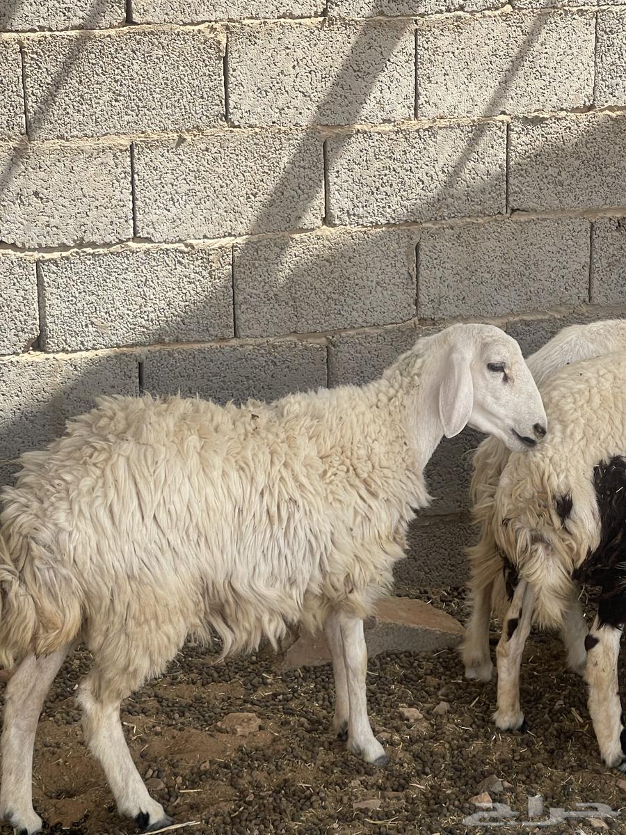 حرية متبع السن ثنيه بكر64564963724801114