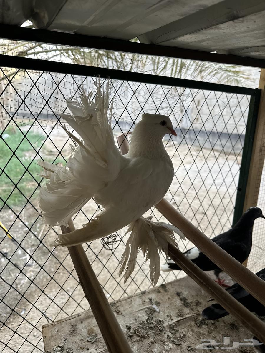 Pigeons64567725278210114