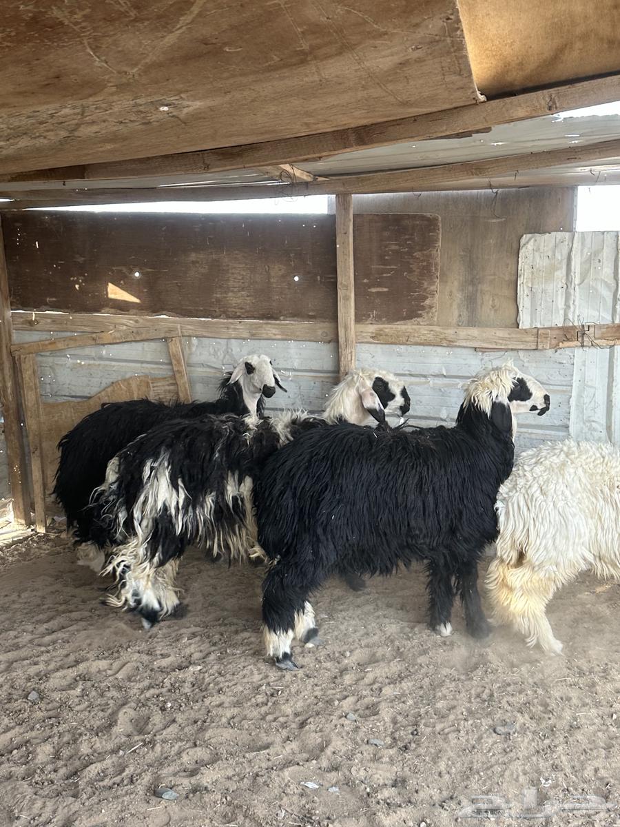 رخال نجد فاخره64571010941058110