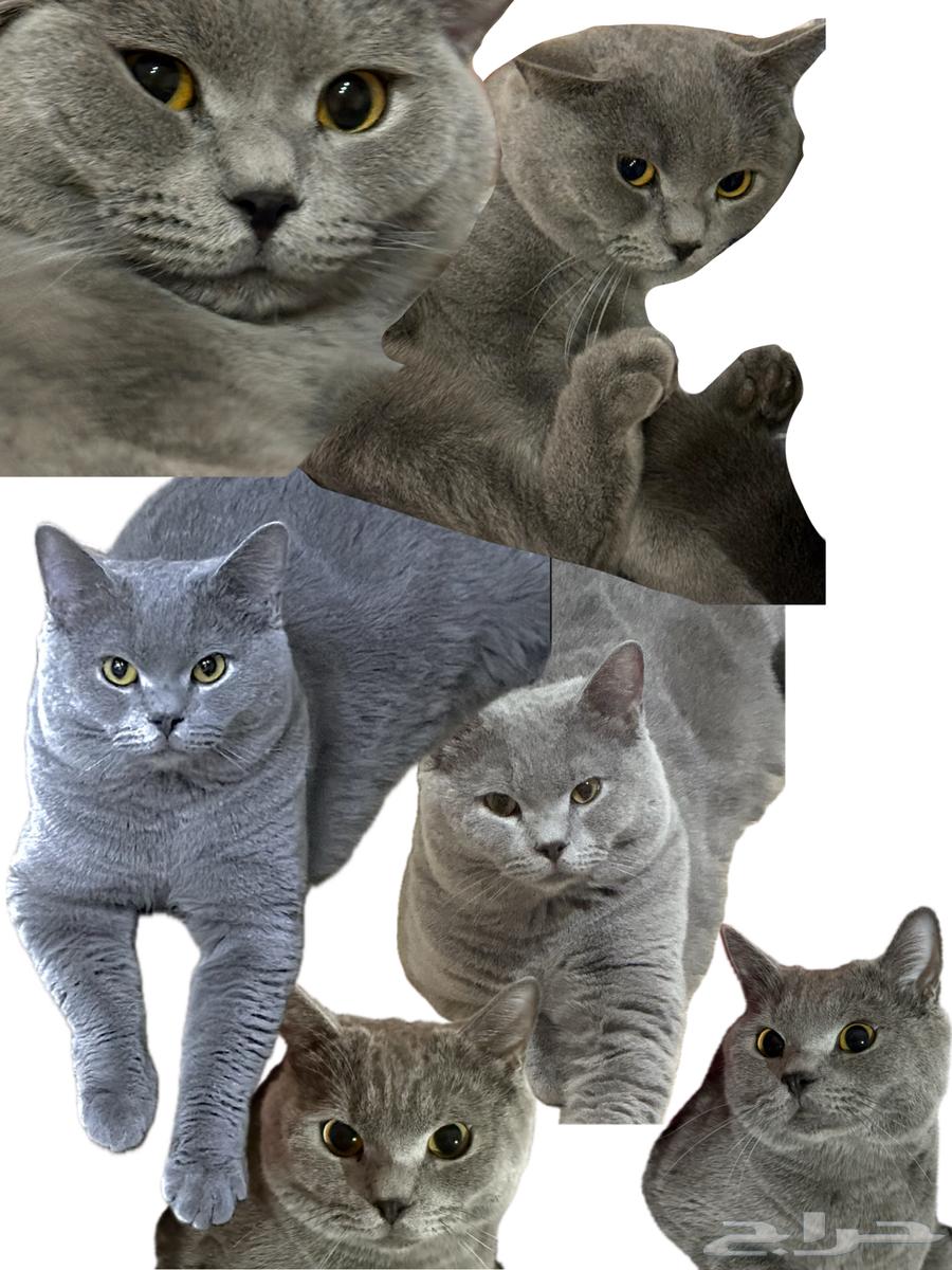 سكوتش فولد للبيع64569671351298110