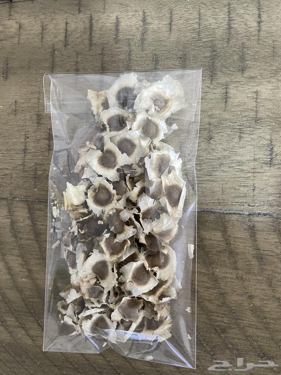 مورنقا بذور64565144778369110