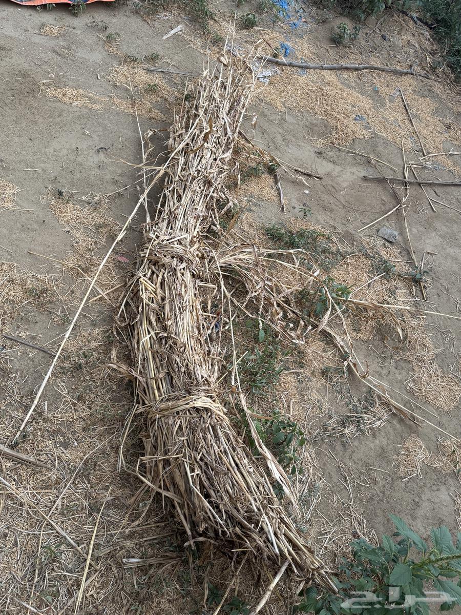 علف ذره بيضاء64568423478913112