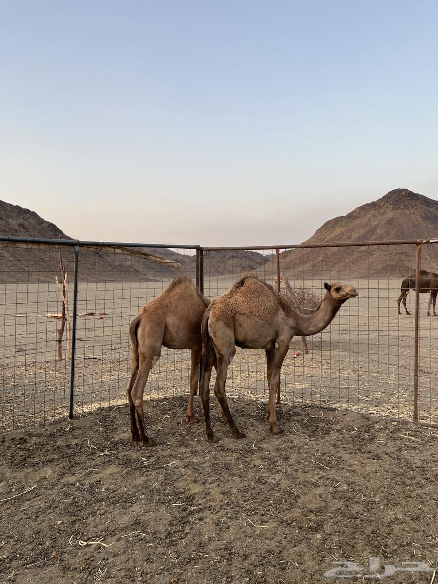 قعود وبكره حشو للبيع64566382075009111