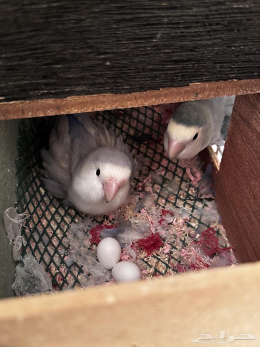 Productive Pair of the Day64566879546113114